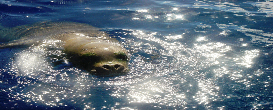 Alonissos Monk Seal Monachus Monachus